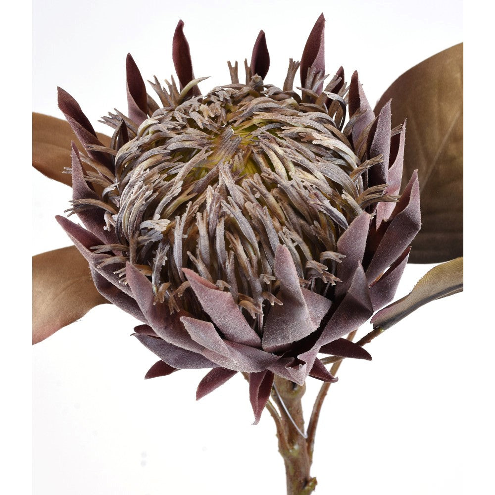 Protea Seca