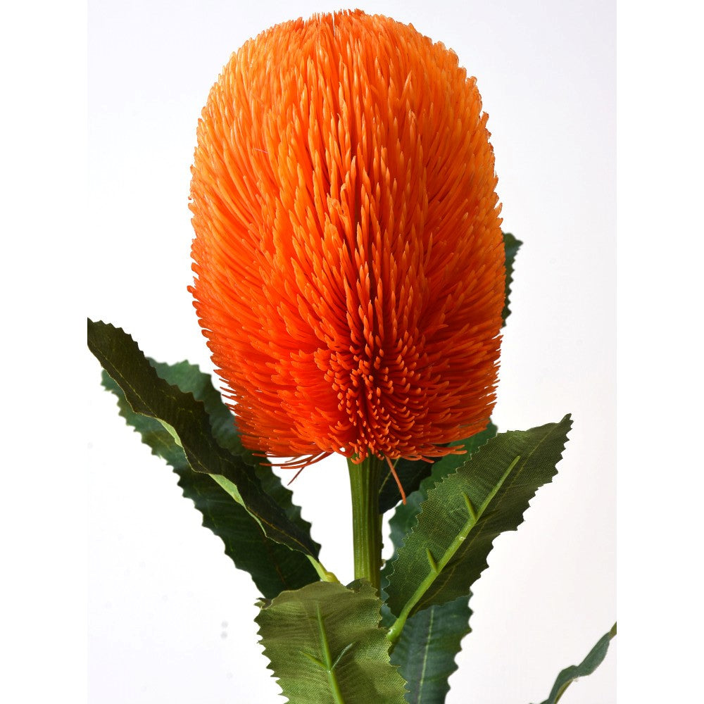 Banksia Naranja