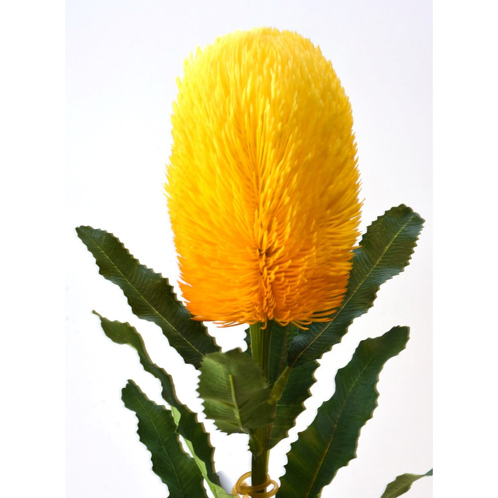 Banksia Amarilla