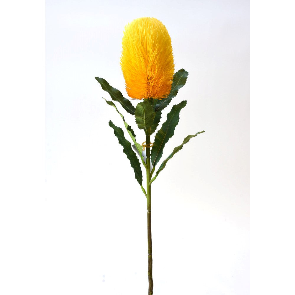 Banksia Amarilla