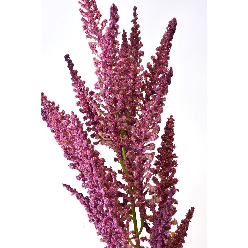 Astilbe lila
