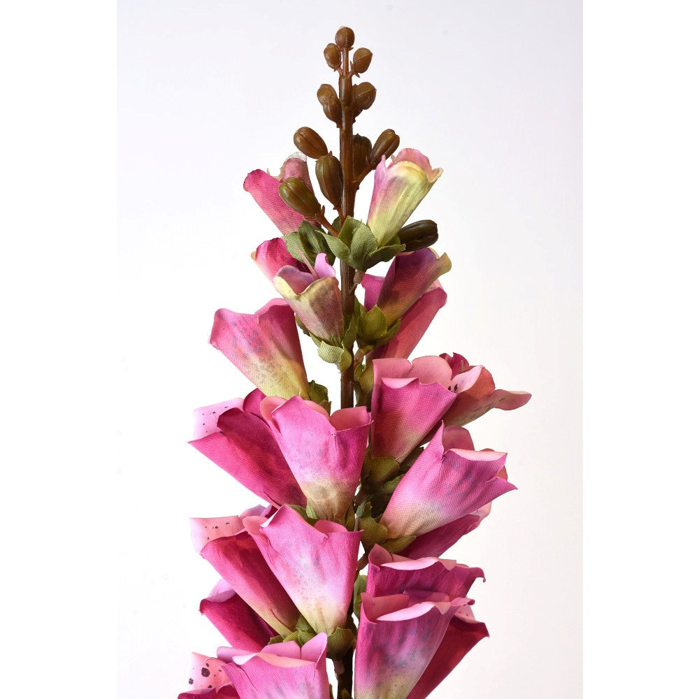 Foxglove Rosa