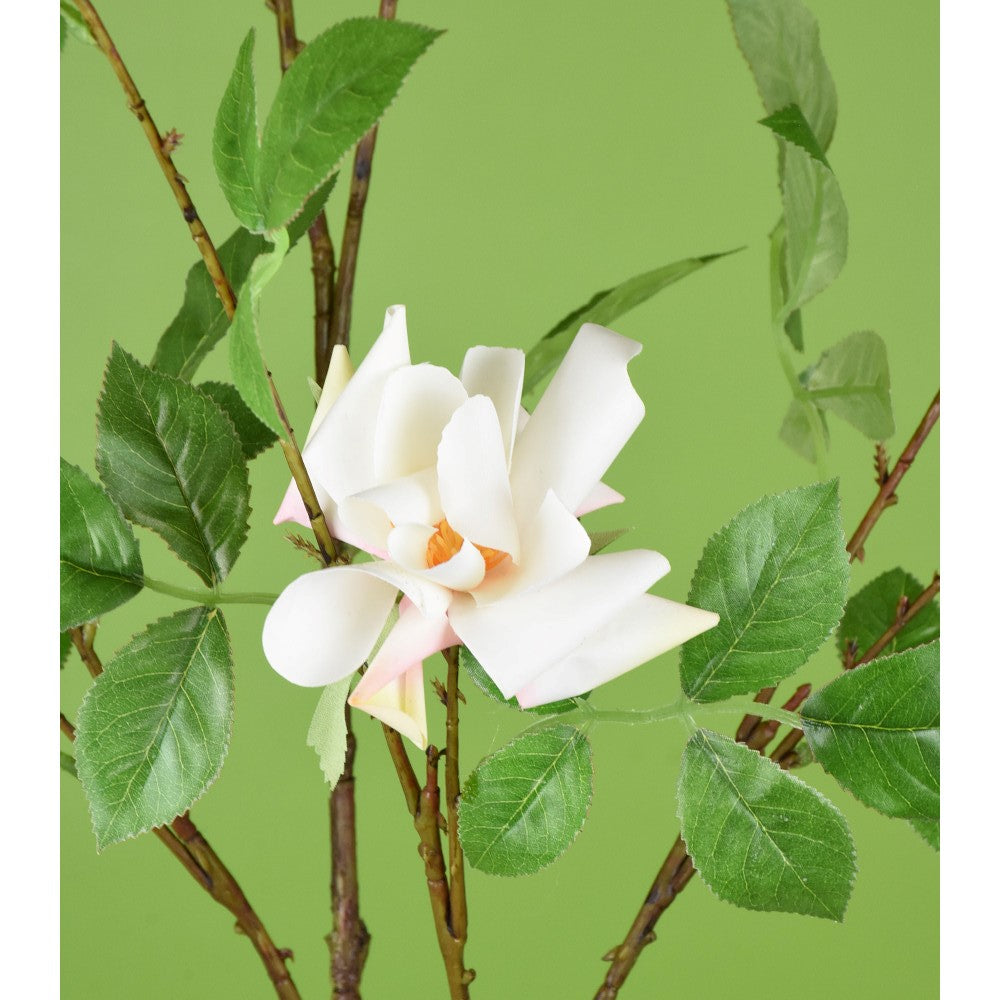 Gardenia Silvestre Blanca