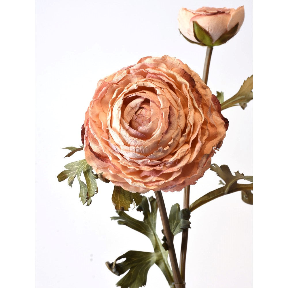 Ranunculus Rosa Seco