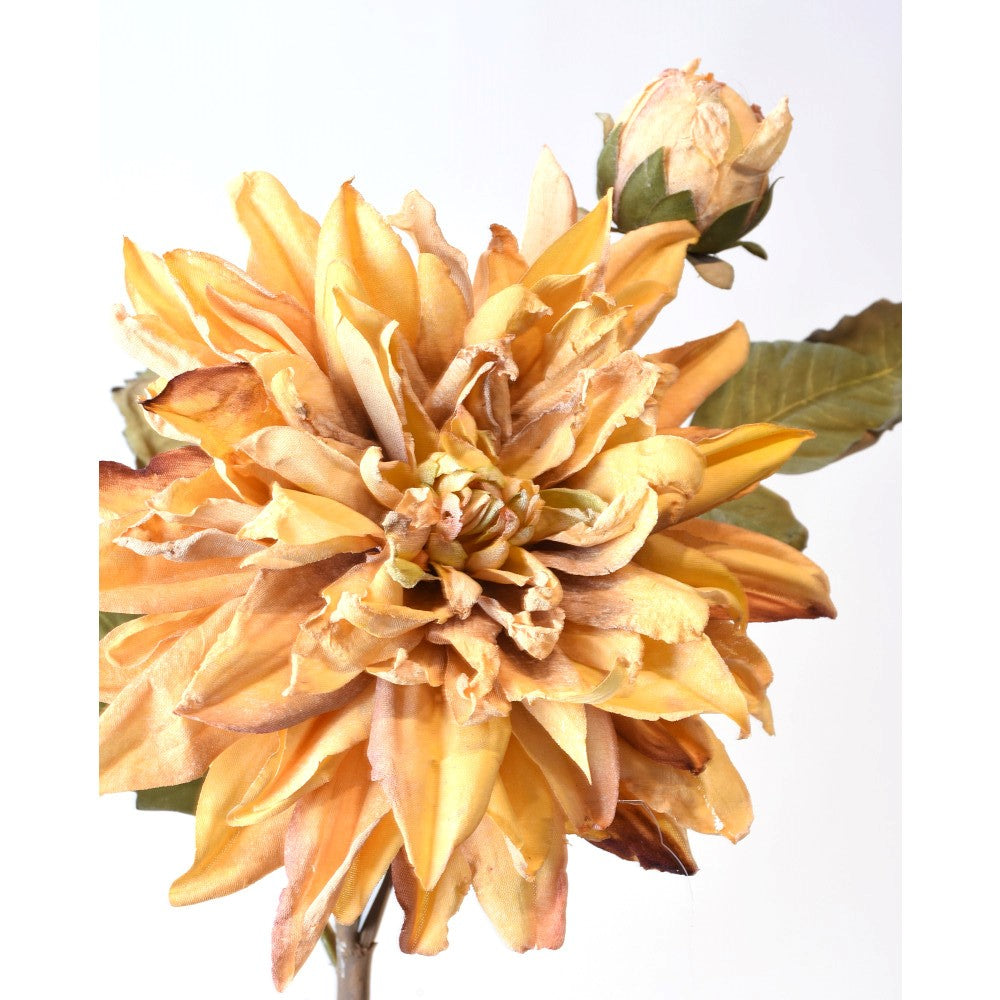 Dhalia Seca Amarilla