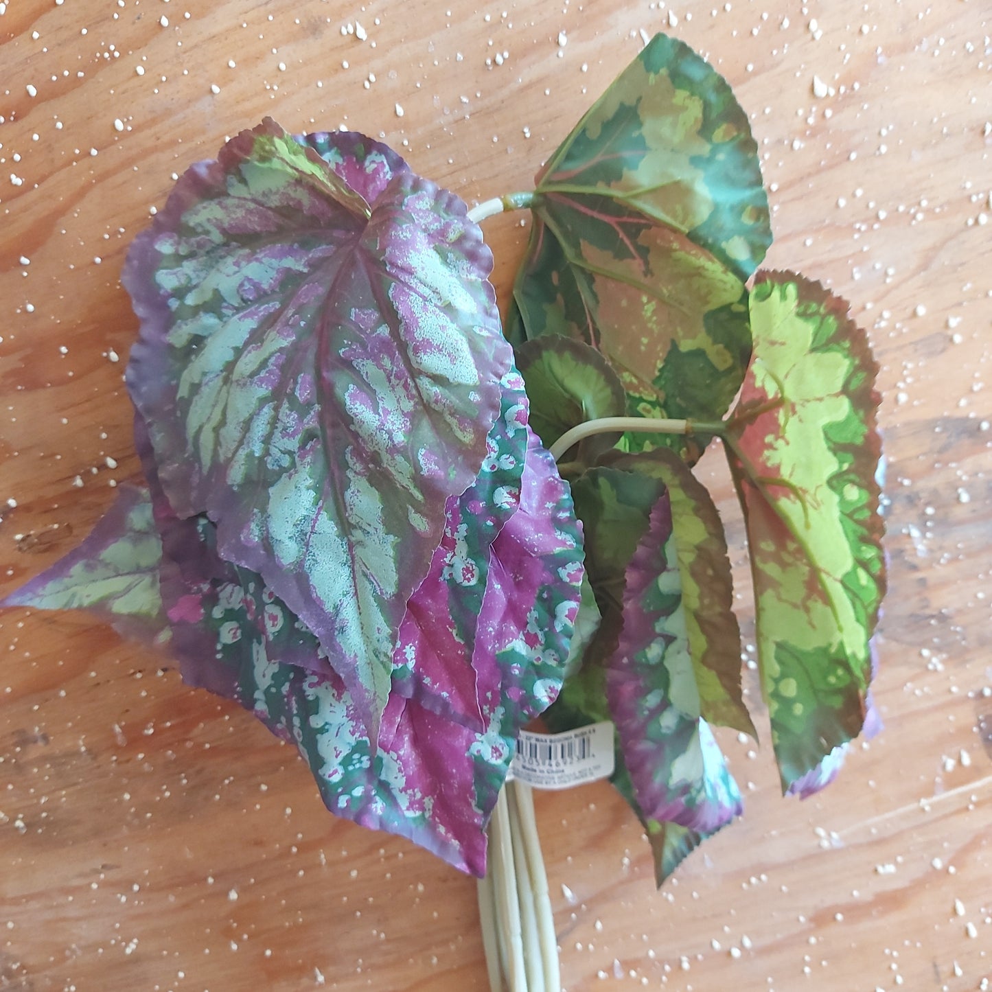 Hojas enceradas de Begonia