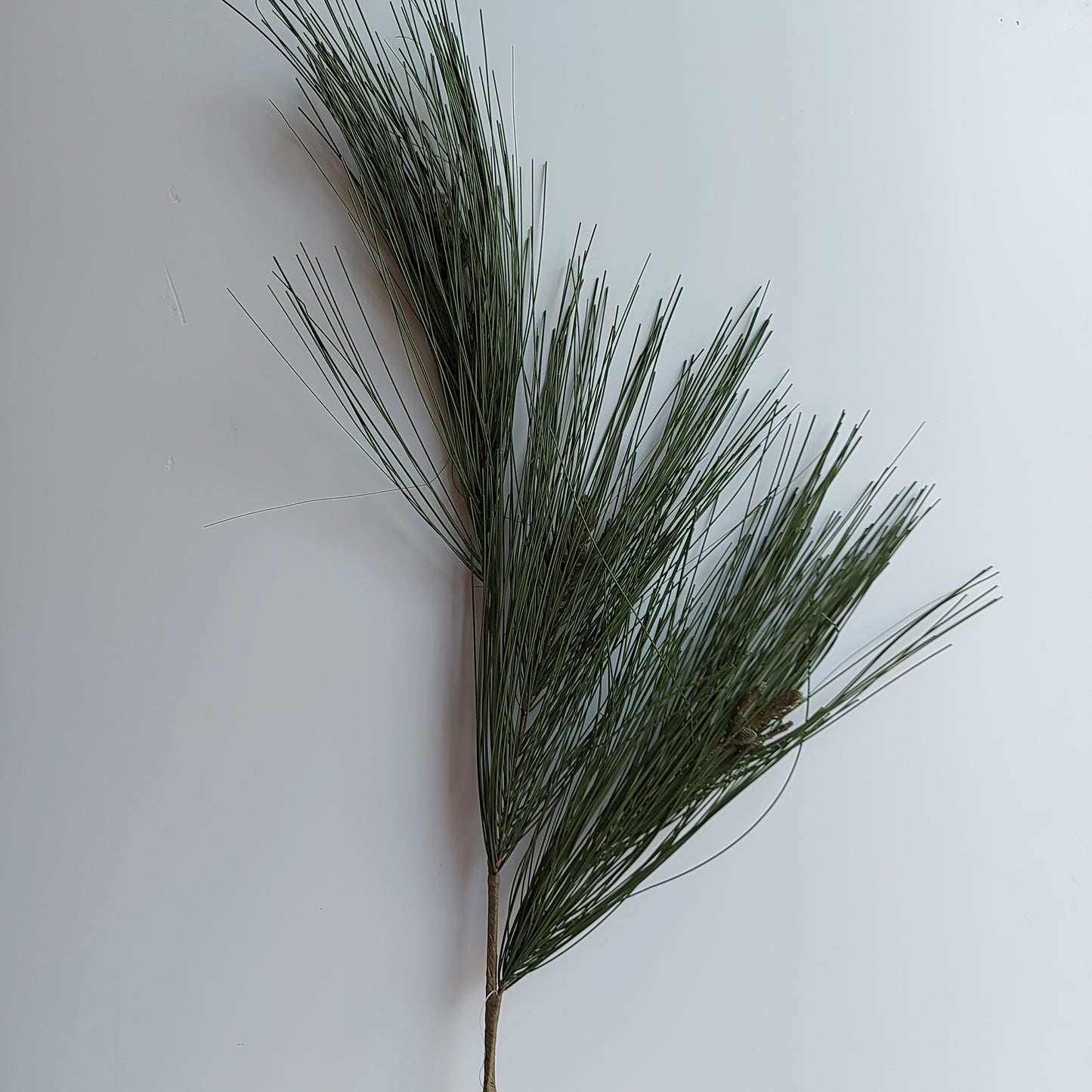 Rama de Pino