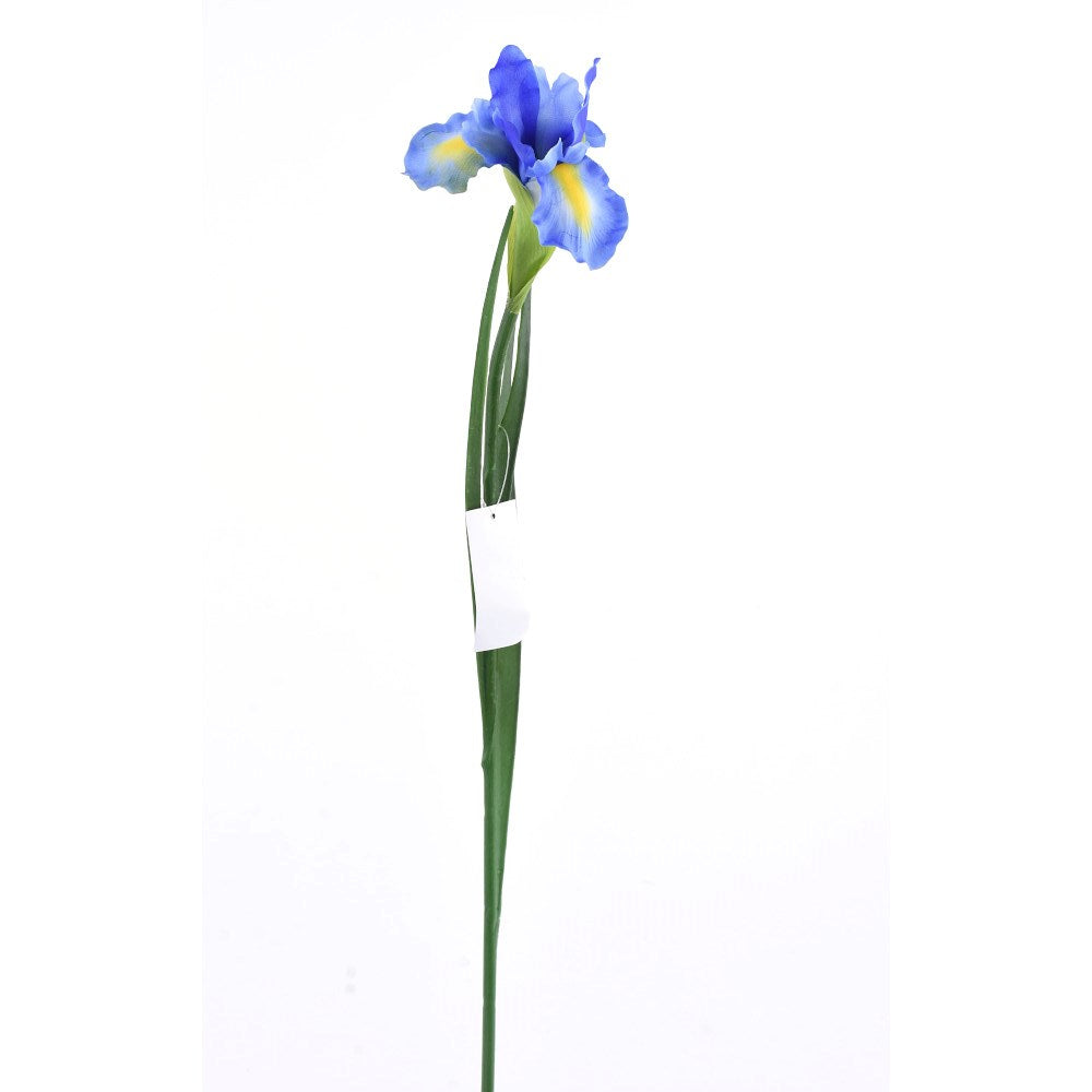 Iris Azul
