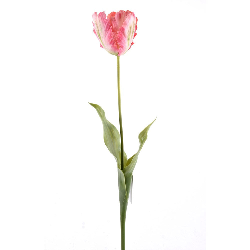 Tulipan Rosa