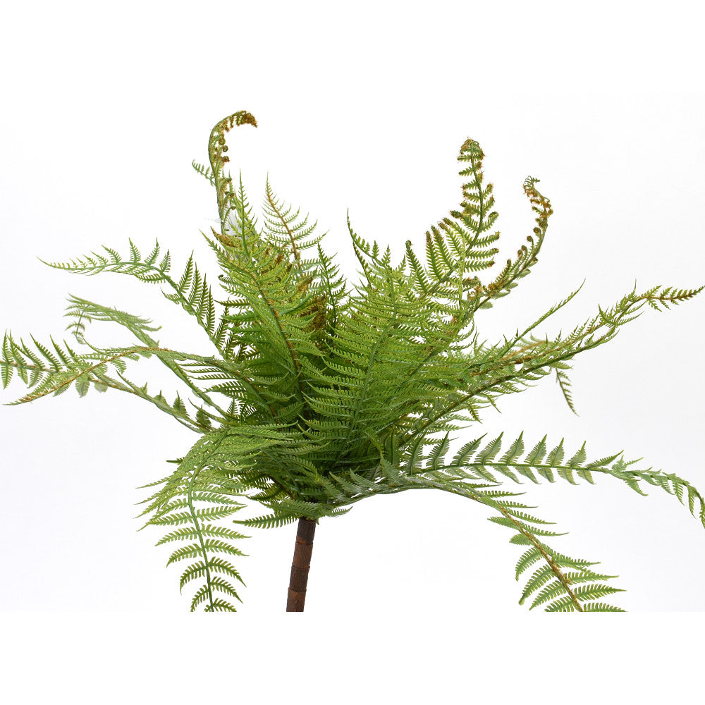 Helecho Colgante Verde Claro