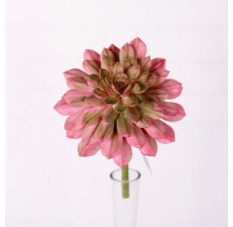 ROSETTE SUCULENTA 14"