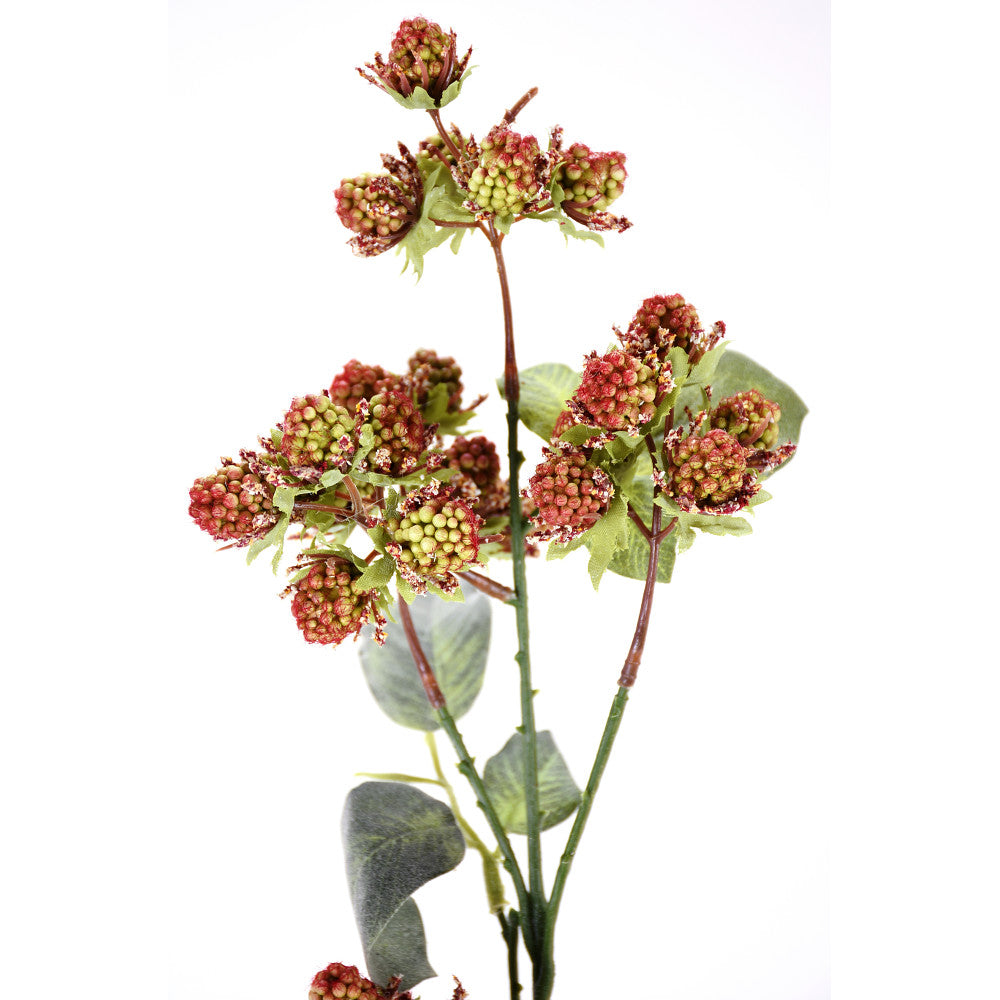 Rama de Raspberry 31"