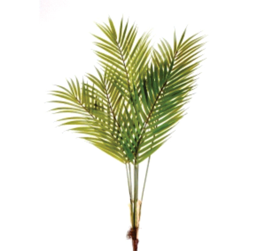 Areca Pick 32"