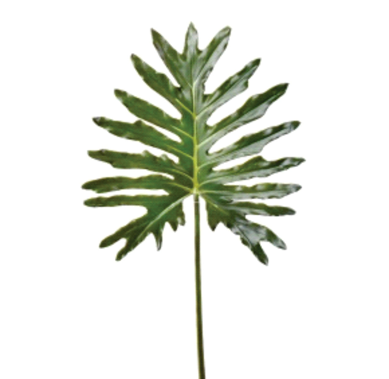 SPLIT LEAF PHILO 34"