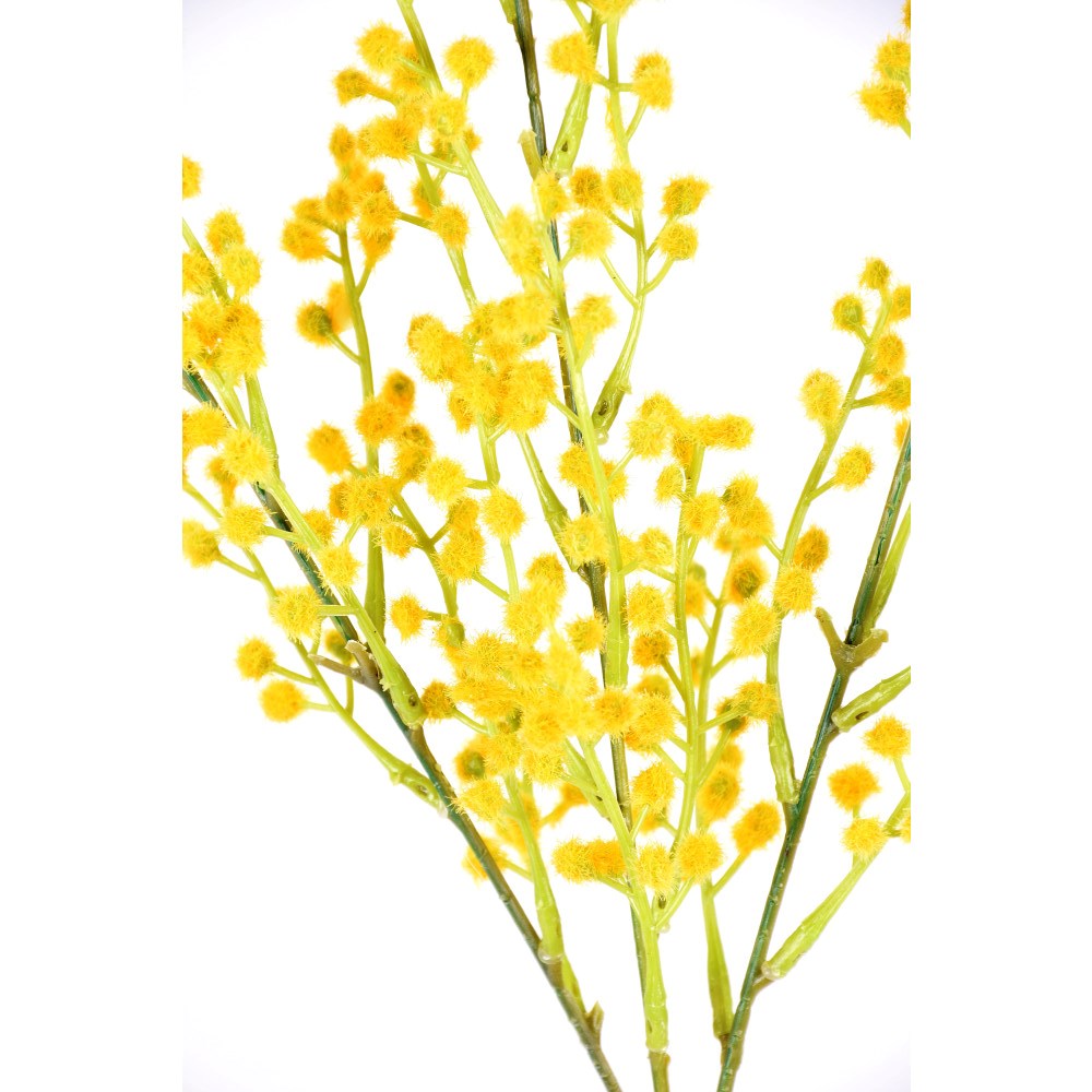 Mimosa Amarilla