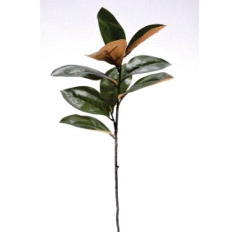MAGNOLIA RAMA