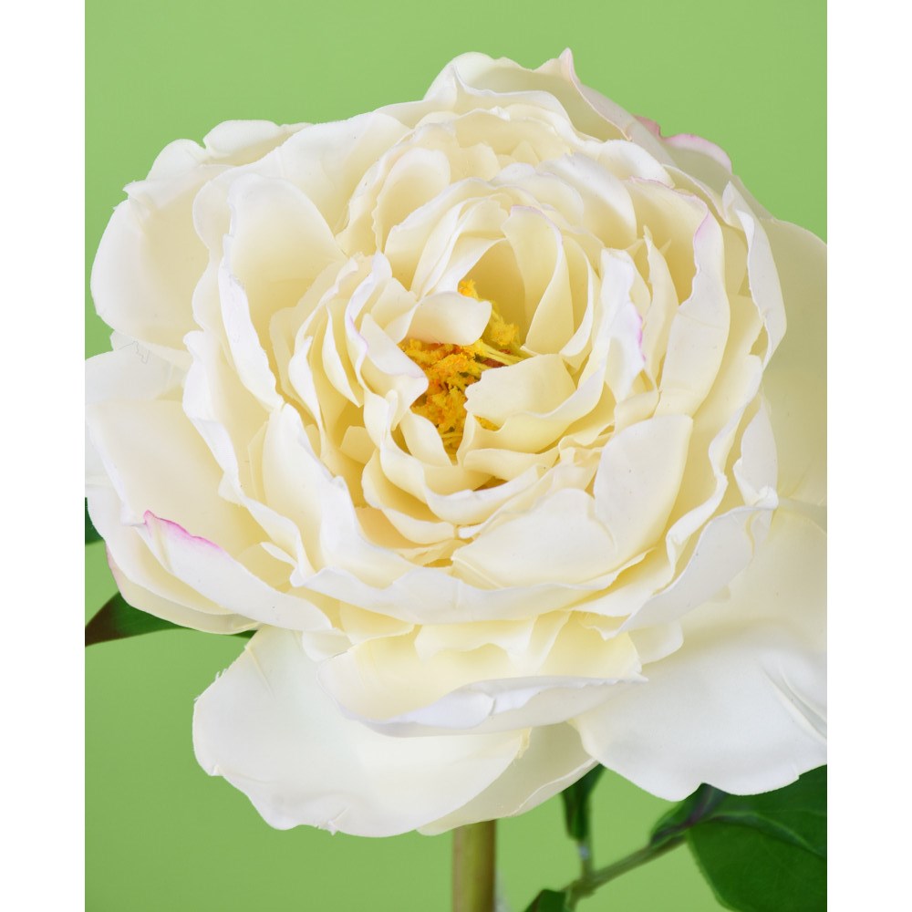 Peonia Crema Fresh Touch