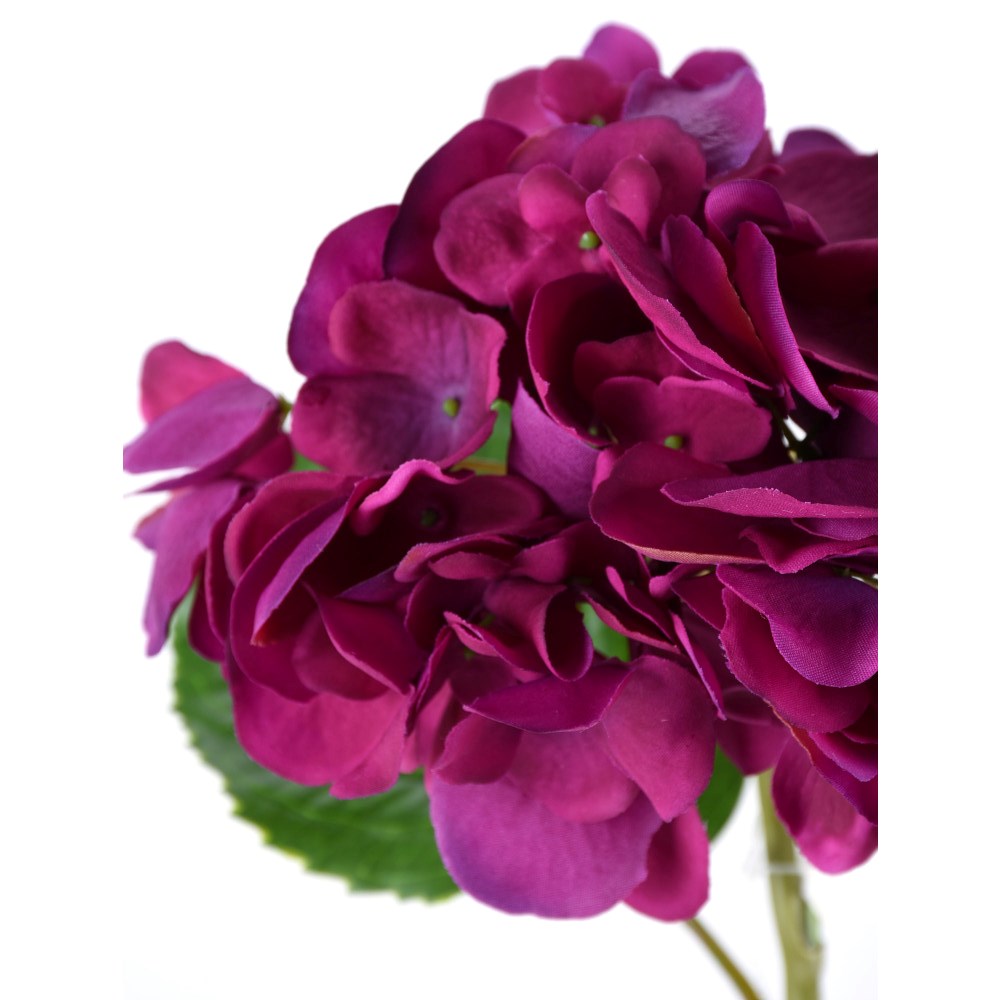 Hortensia Morada Fresh Touch