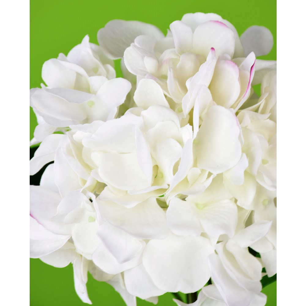 Hortensia Blanca Fresh Touch