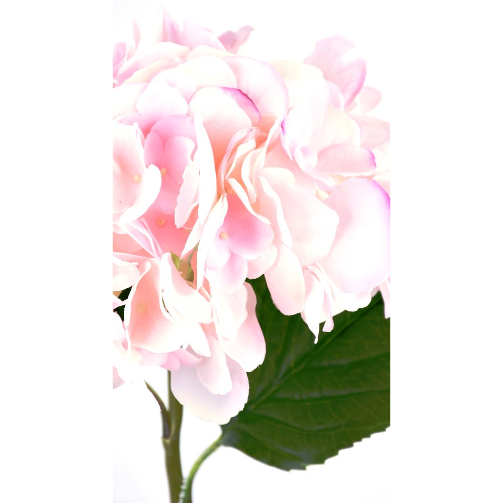 Hortensia Rosa Fresh Touch