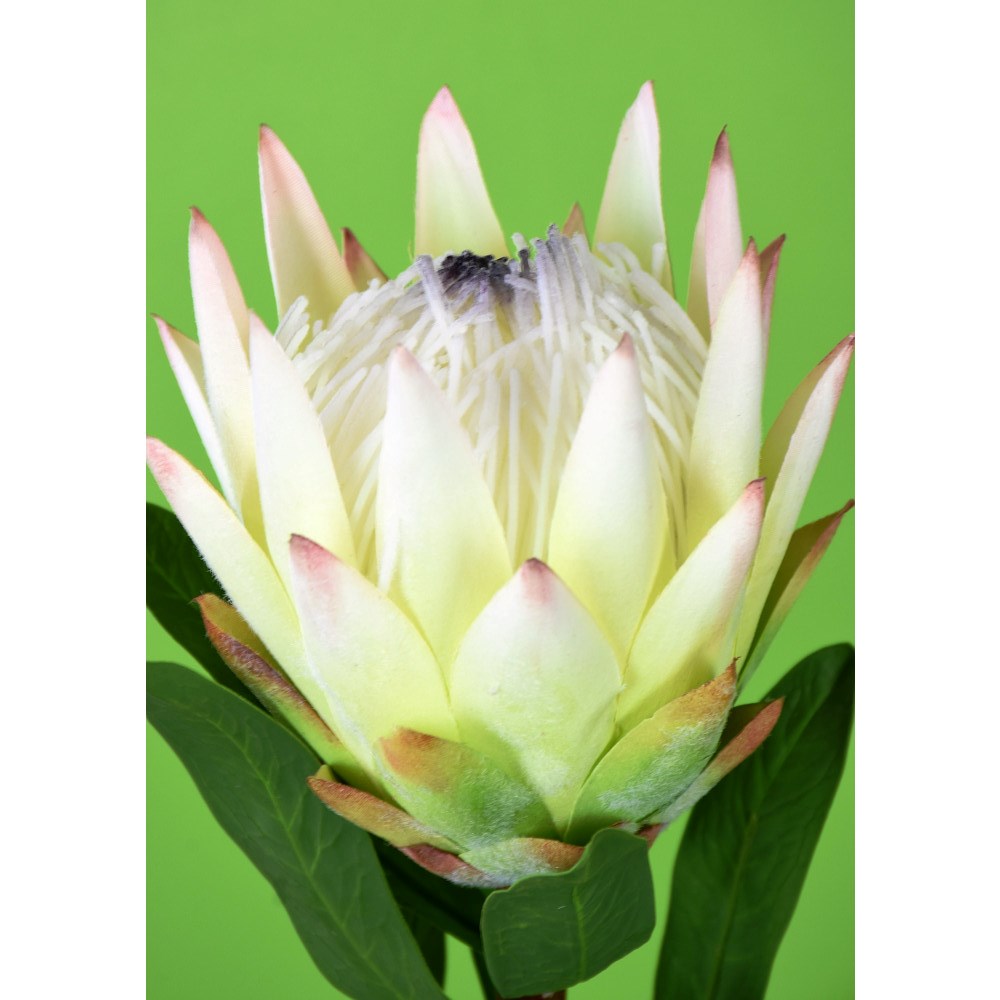 Protea Crema 29"
