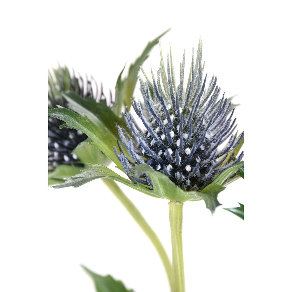 Eryngo Azul