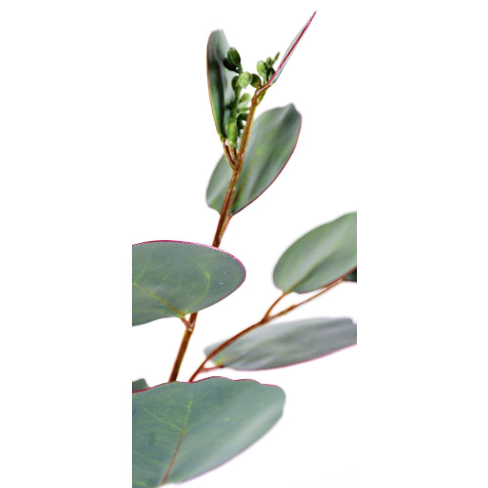 Rama Eucalipto Mixto