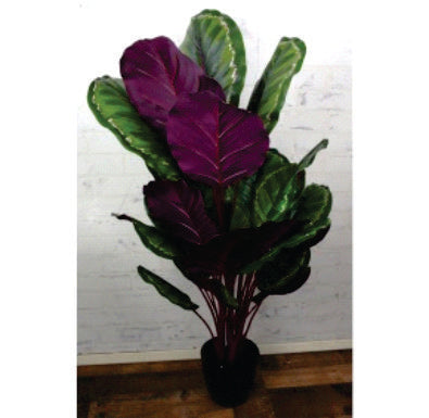Calathea Permanente