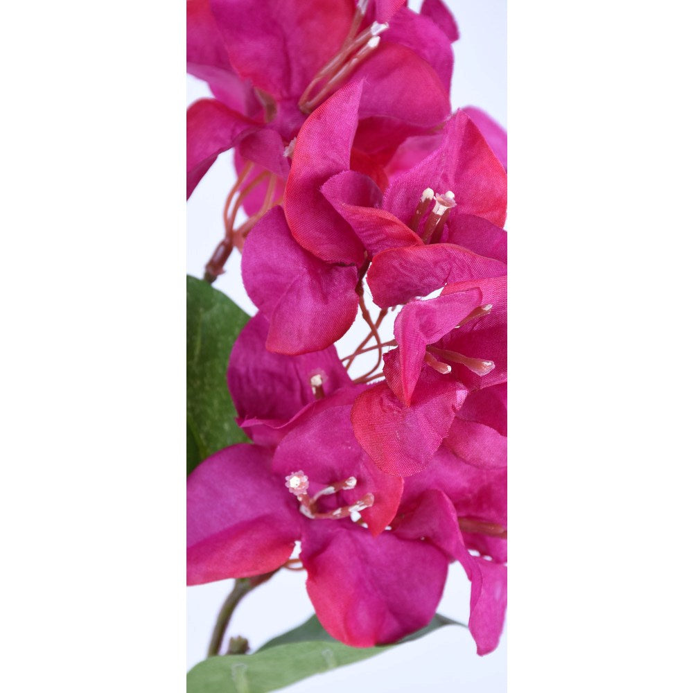 Bougambilea Fucsia 33"