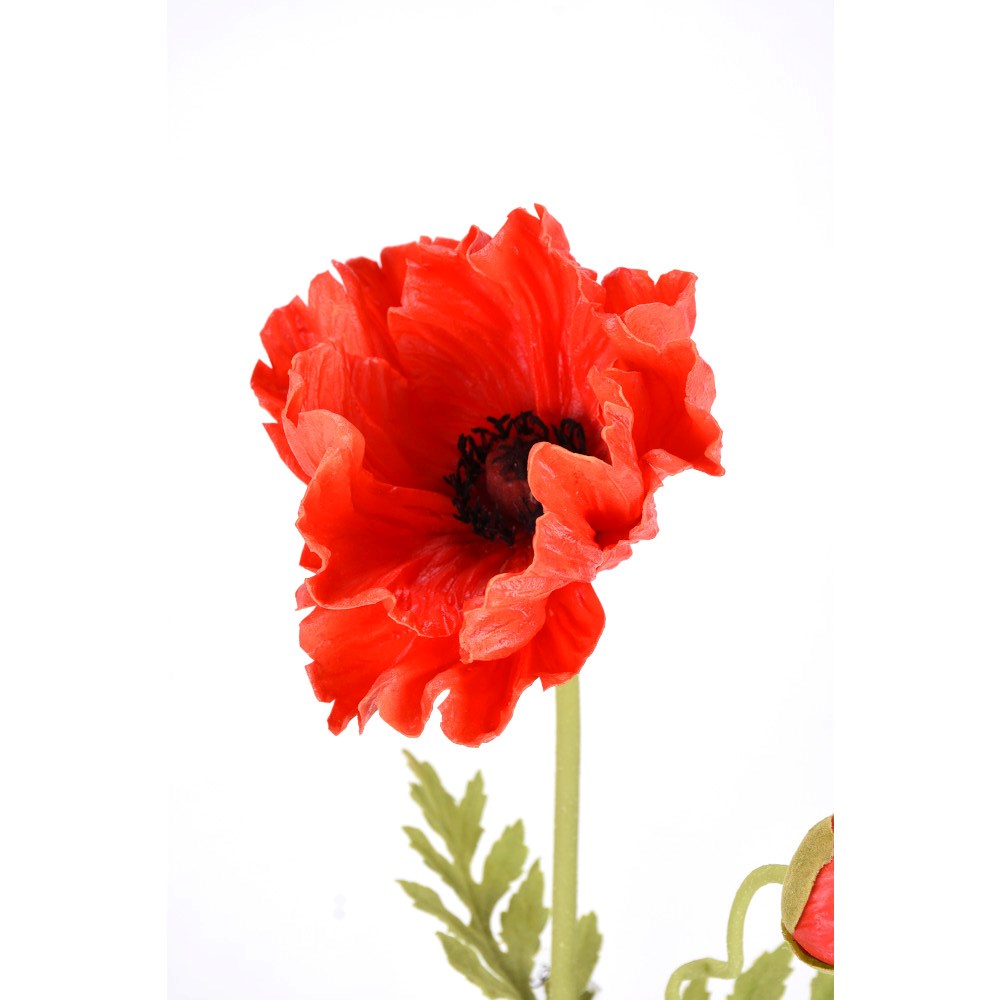 Amapola Roja Fresh Touch