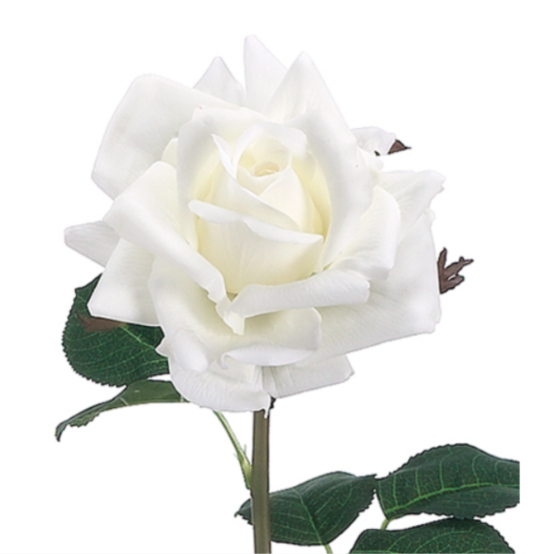 Rosa Blanca