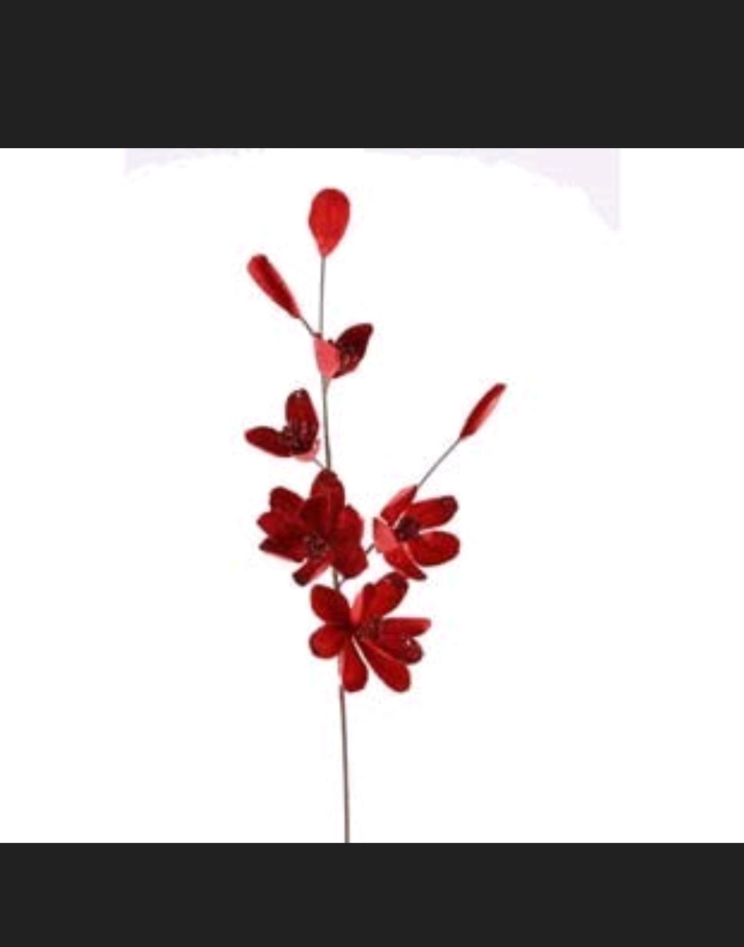 Rama Saucer Magnolia Roja