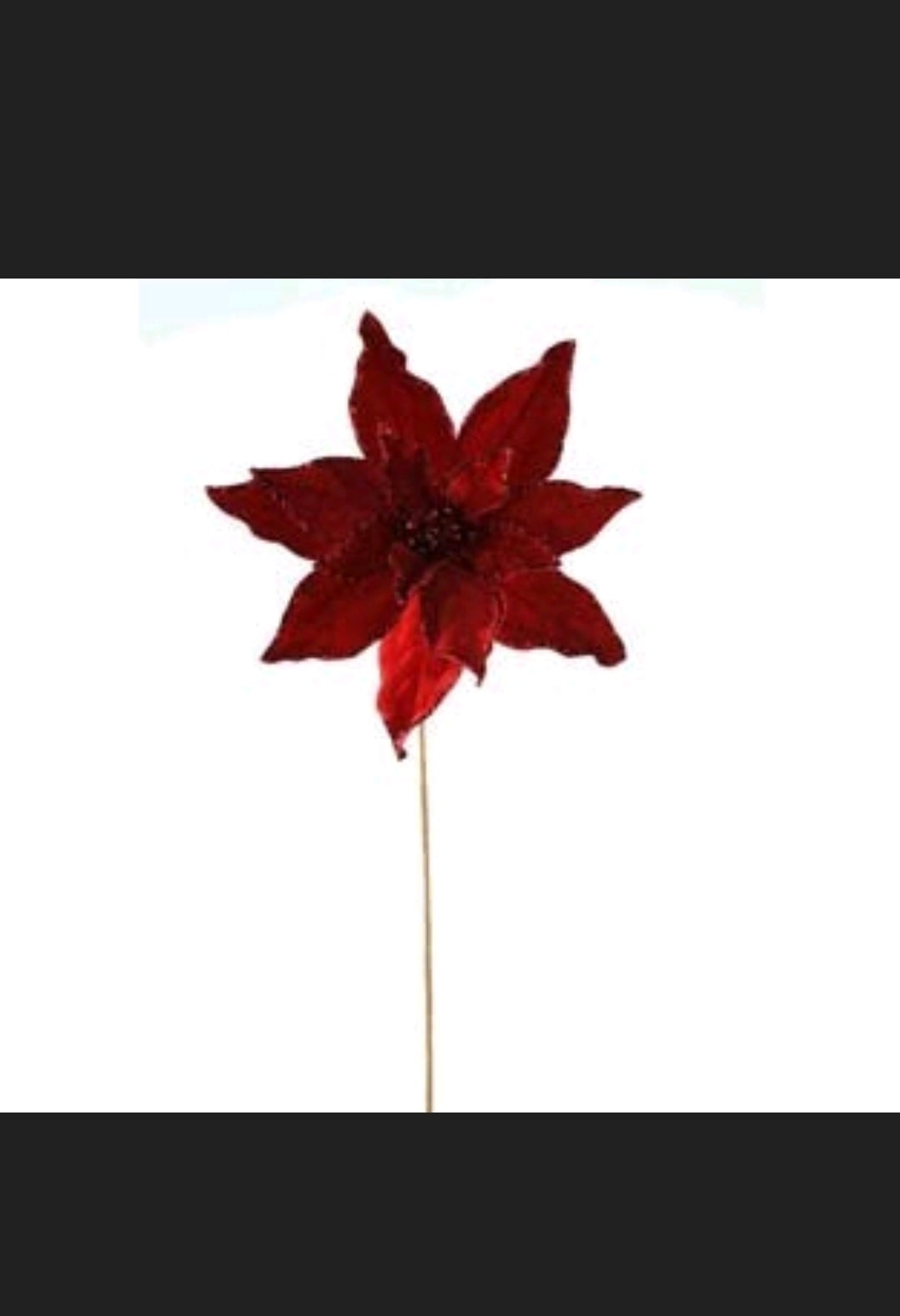 Nochebuena Roja 20"