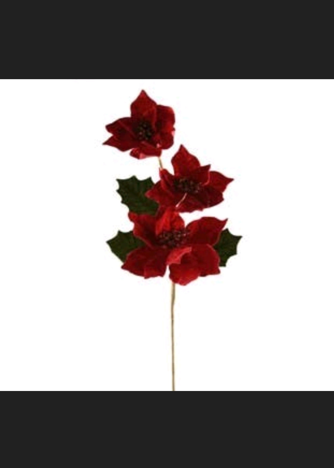 Rama Poinsettia Roja