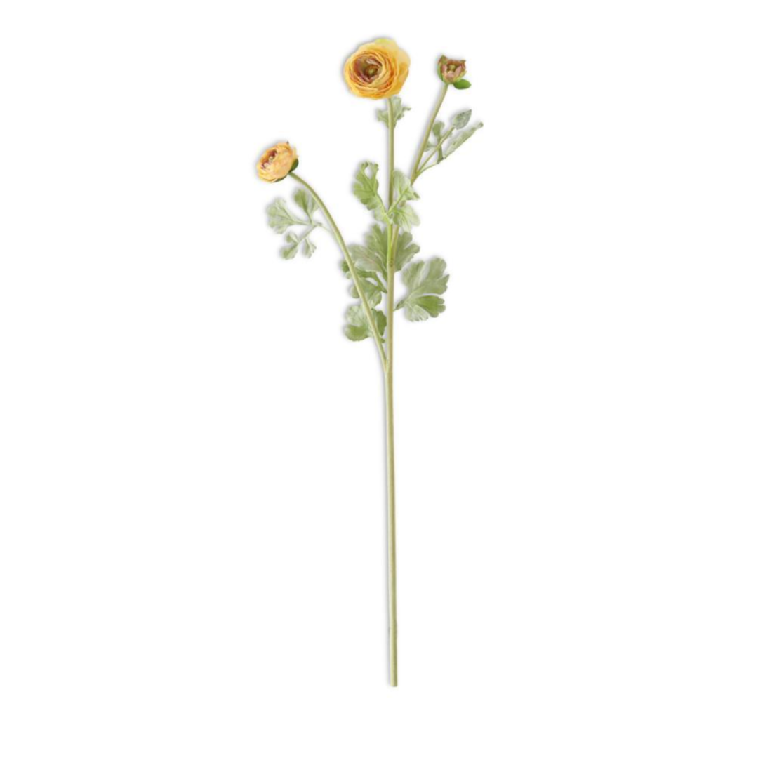 Ranunculus Amarillo en Rama