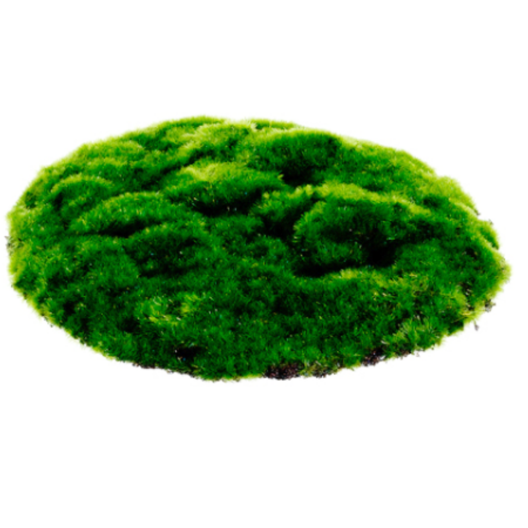Hoja redonde de Musgo 10"