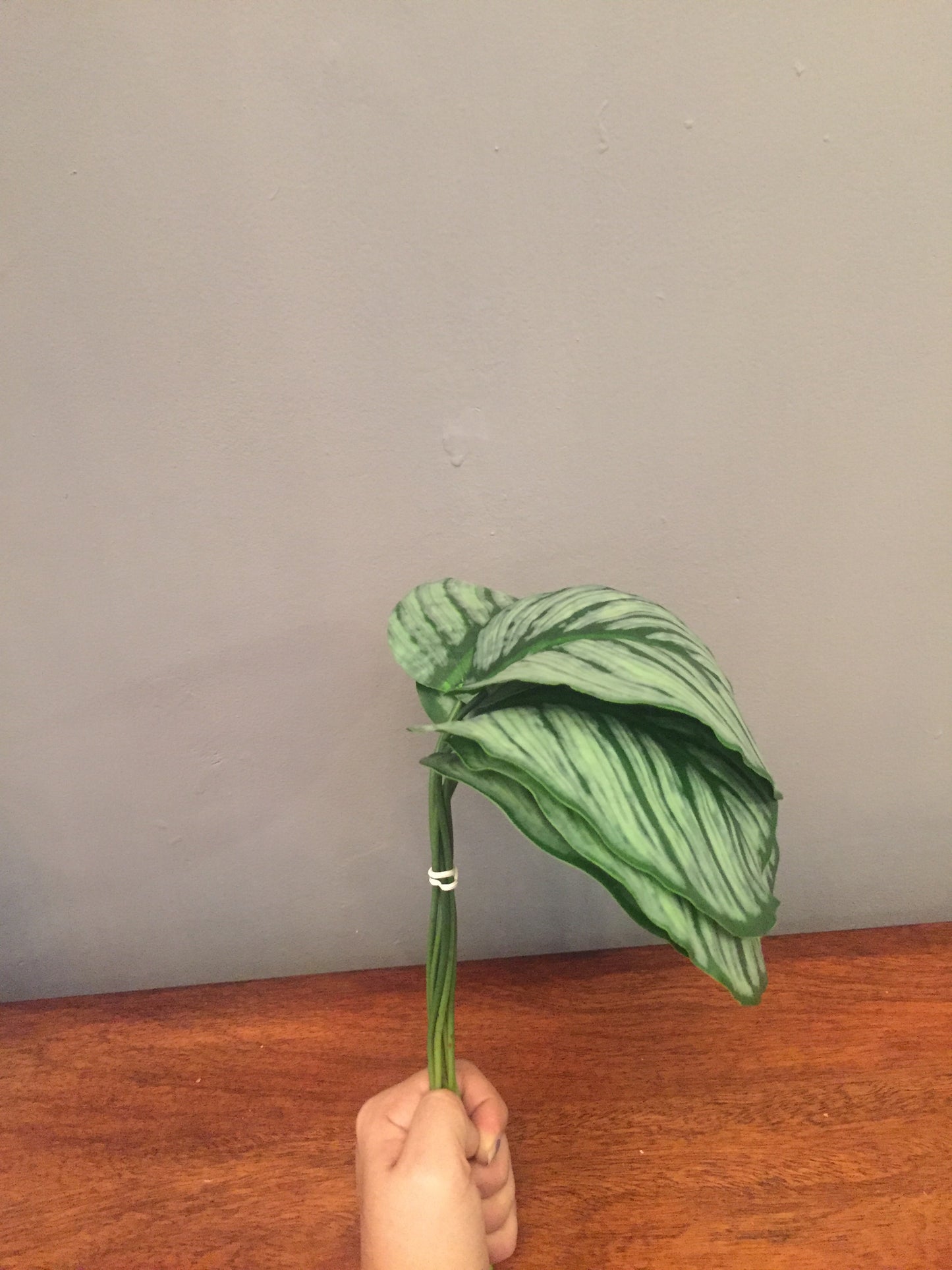 Follaje tipo Hoja Calathea (por buquet)
