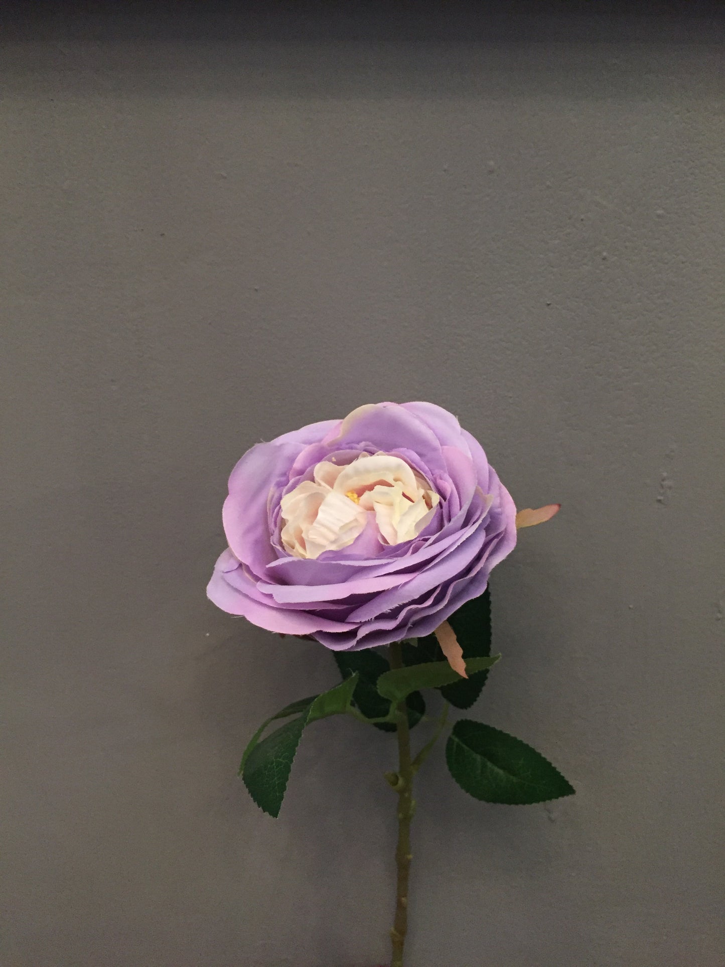 Rosa Lila de jardín