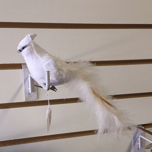 Cardenal Blanco con clip