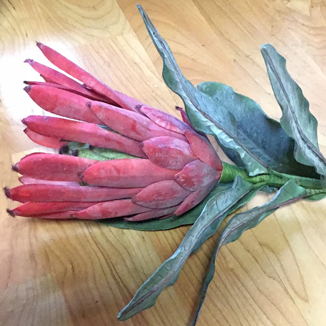 PROTEA LAURIFOLIA 18"
