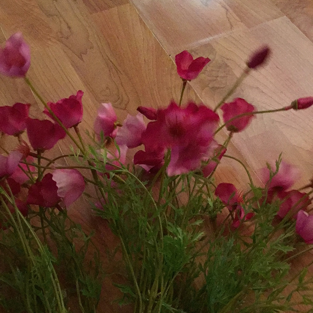 Mini Cosmos Bush rosa