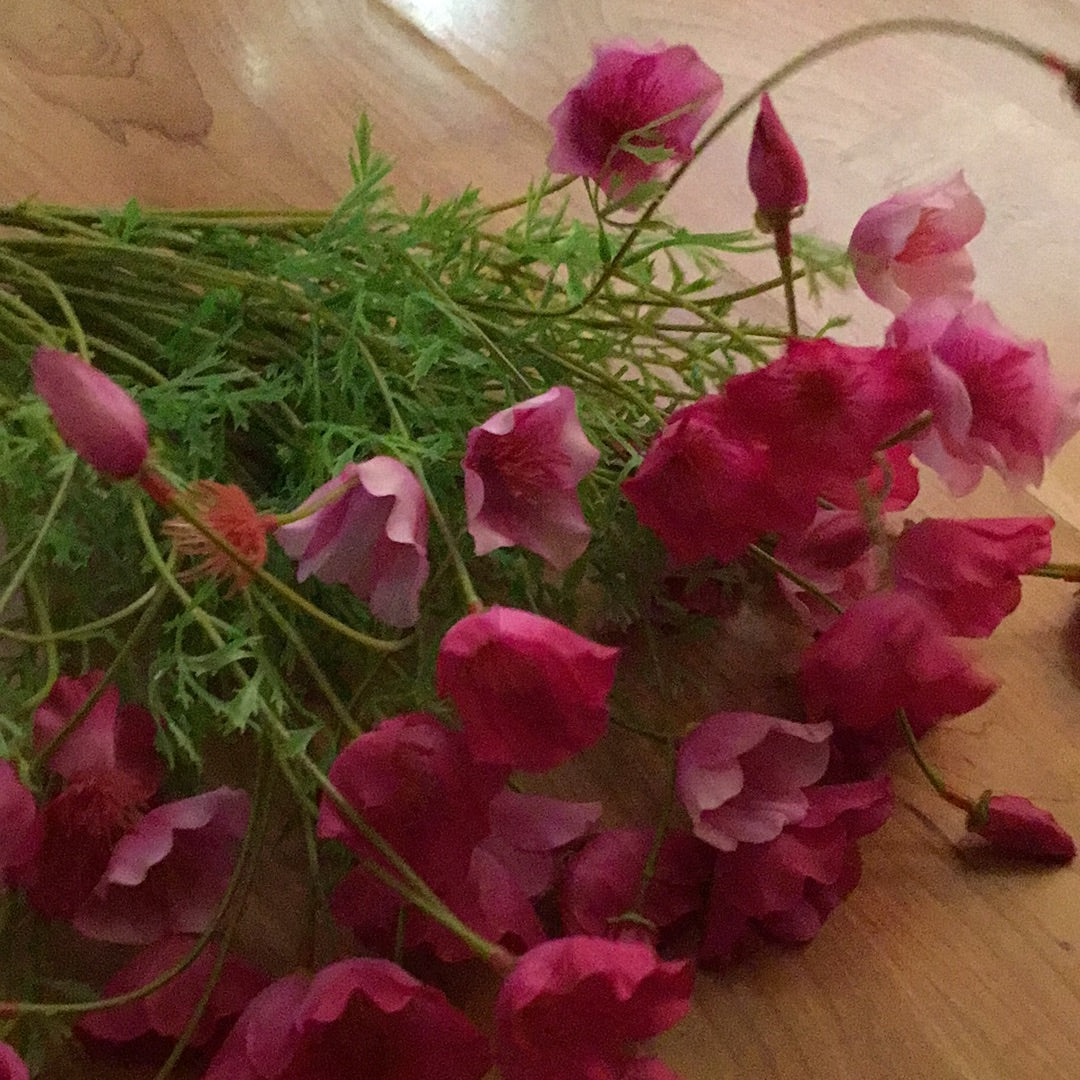 Mini Cosmos Bush rosa