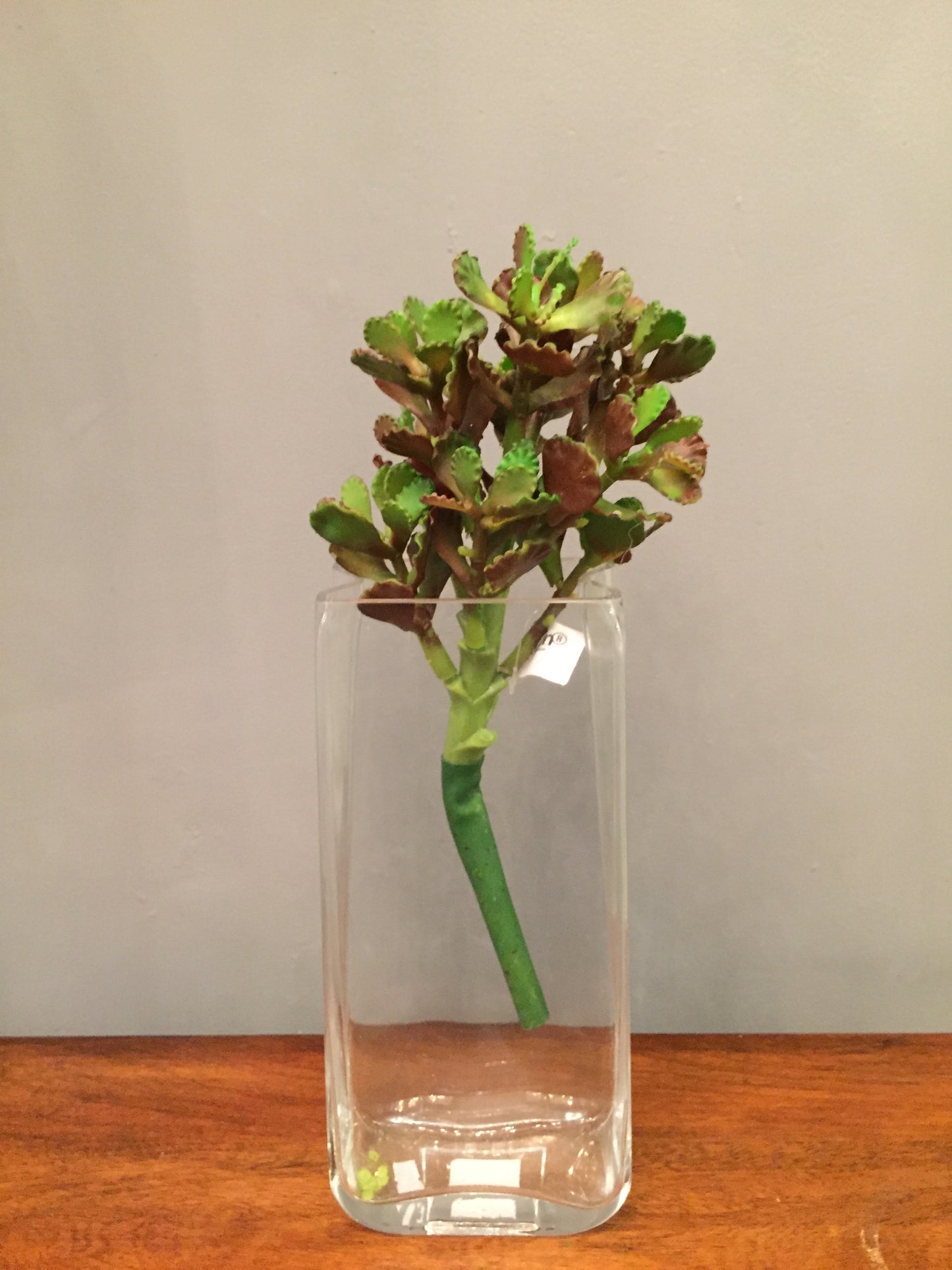 Suculenta Verde con rojo (por pieza)