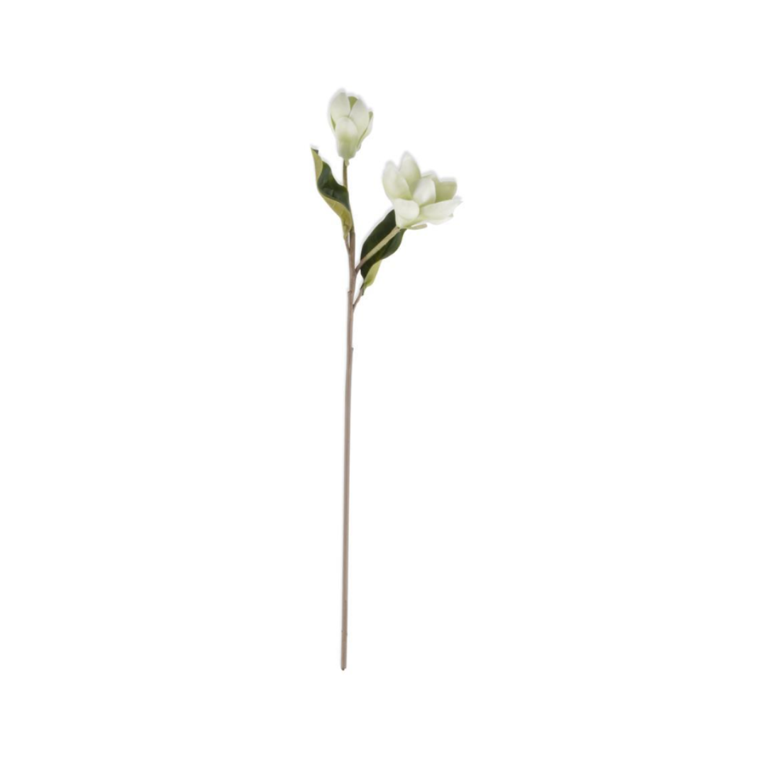 Magnolia Blanca 63.5 cm
