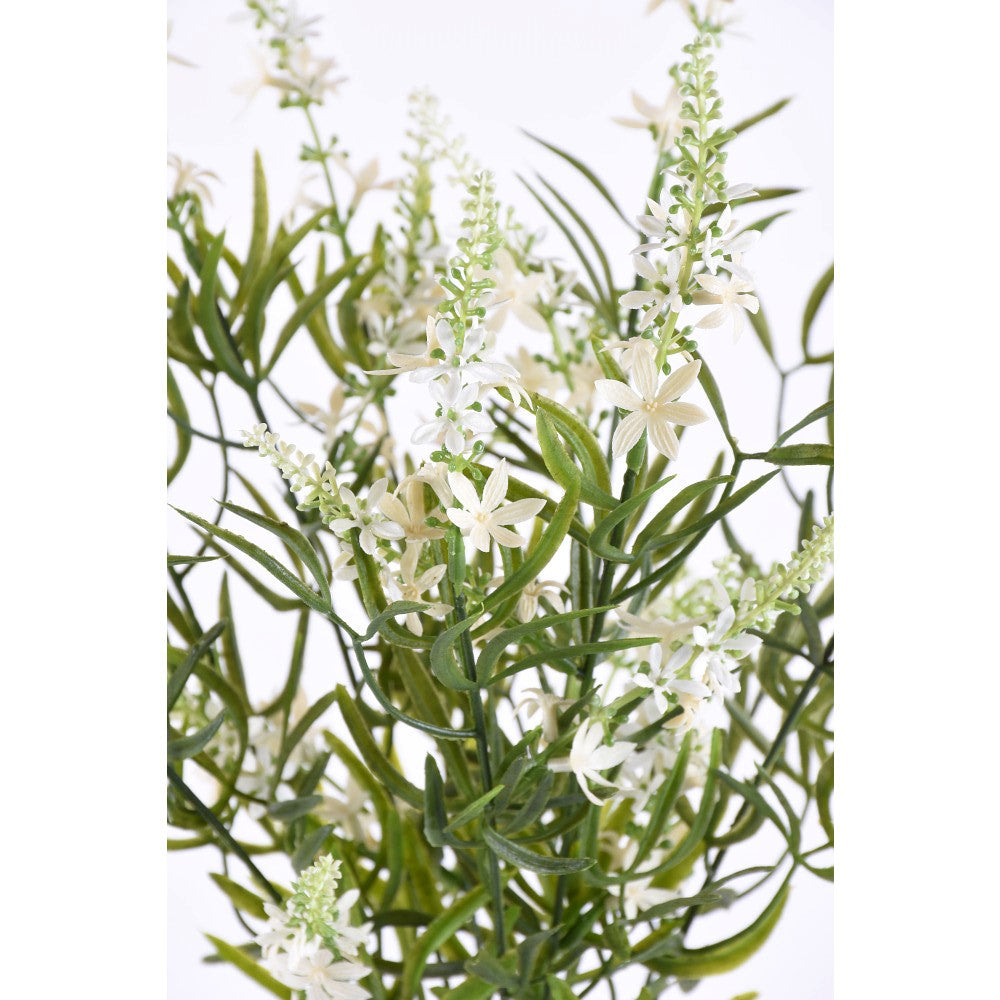 Arbusto Podocarpus
