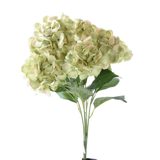 Hortensias Verde X6