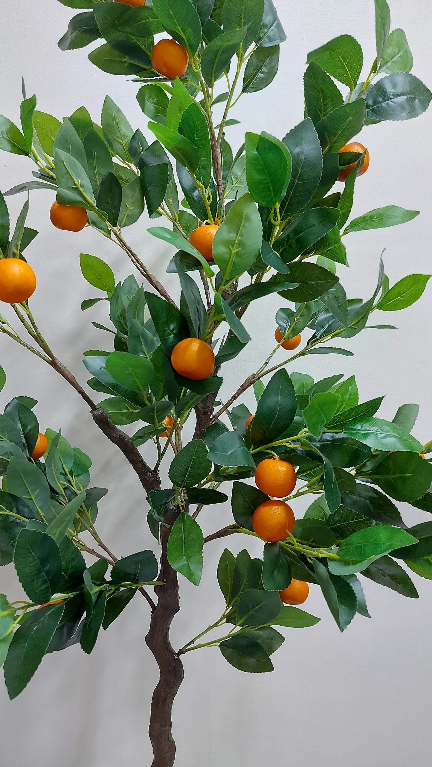 Mandarina 152 cm