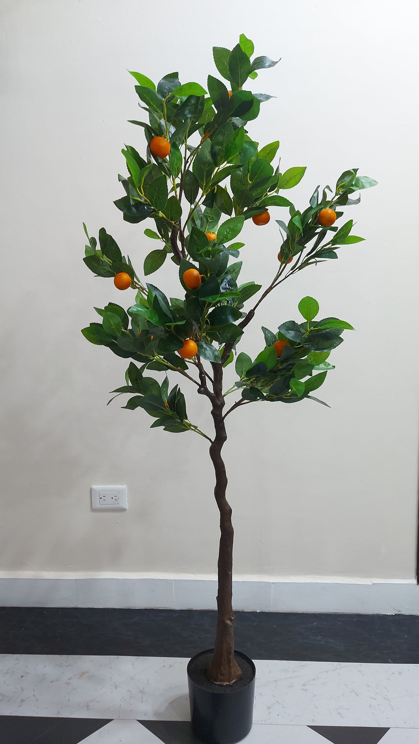 Mandarina 152 cm
