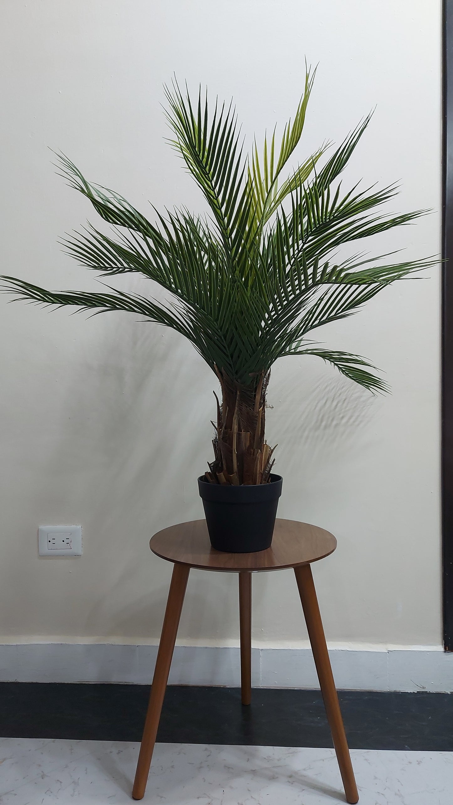 Palma Cyca 76 cm