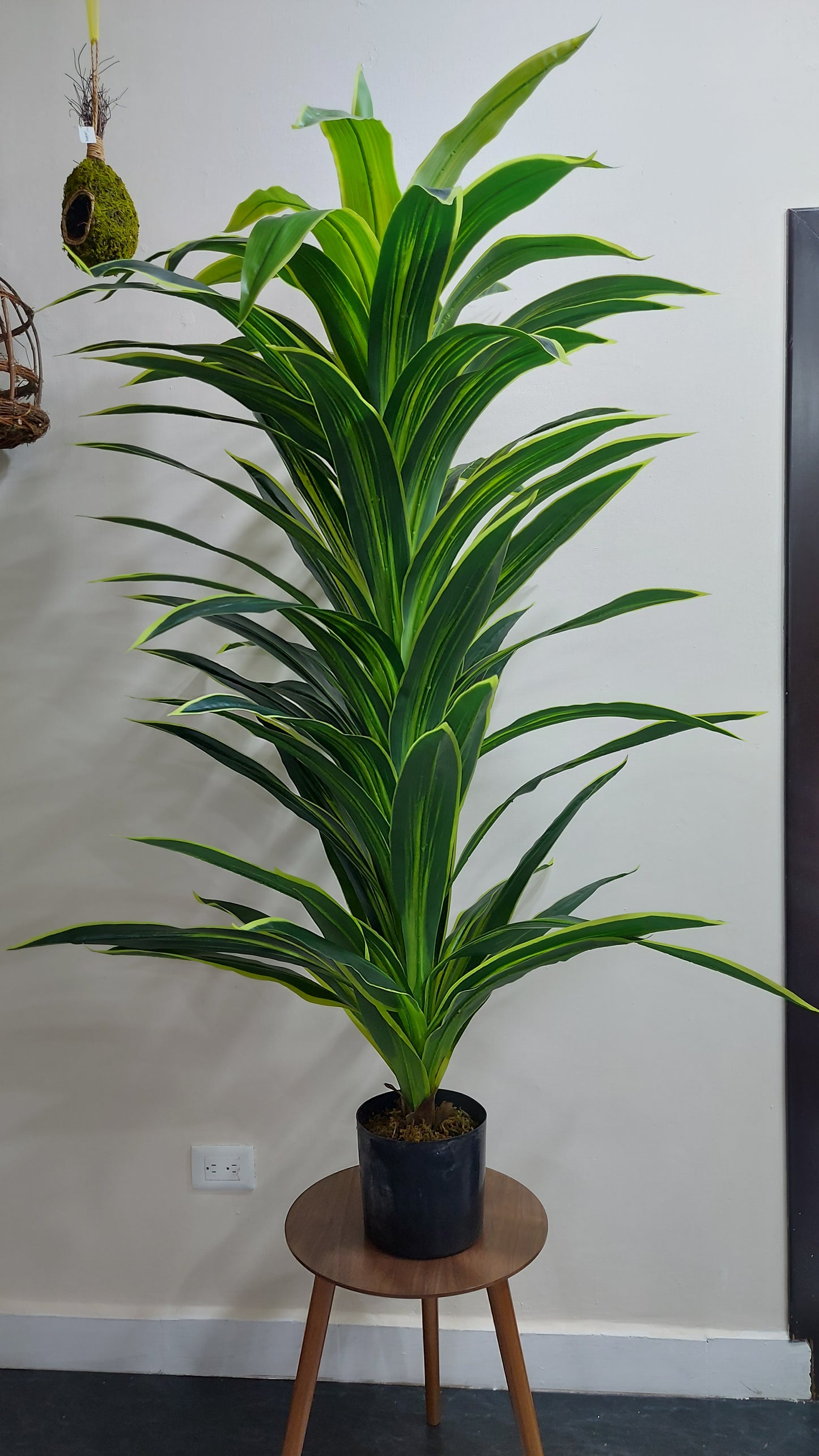 Dracaena 180 cm